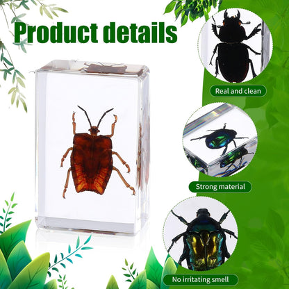 16 Pcs Ladybug Insect in Resin Specimen Butterfly Bugs Collection Paperweights，16 Styles Real Bug Specimen Bug Kit Preserved in Resin for Scientific Educational Display Supplies (Ladybug)