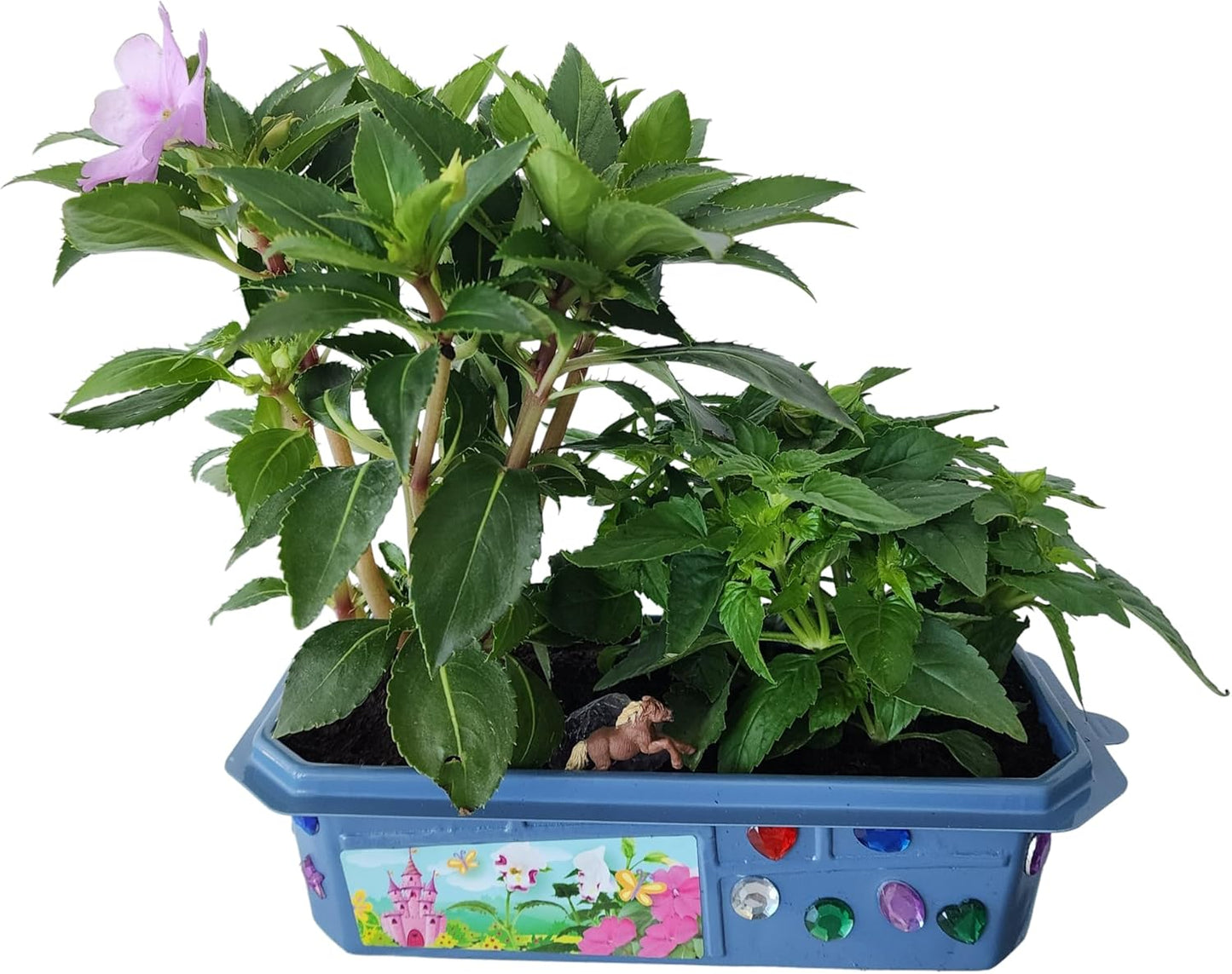 Toys By Nature Miniature Worlds Terrifying Venus Flytrap Terrarium Starter Kit for Kids and Adults, Watch Indoor Carnivorous Fly Traps Grow! Just Add Water! (Frightening Flytraps)