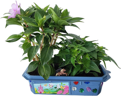 Toys By Nature Miniature Worlds Terrifying Venus Flytrap Terrarium Starter Kit for Kids and Adults, Watch Indoor Carnivorous Fly Traps Grow! Just Add Water! (Frightening Flytraps)