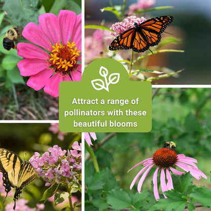 Sow Right Seeds - Butterfly Seed Collection for Planting - Milkweed, Zinnias, Phlox, and Echinacea - Seed Kit for Pollinators - Non-GMO Heirloom with Instructions to Plant & Grow - Makes a Great Gift