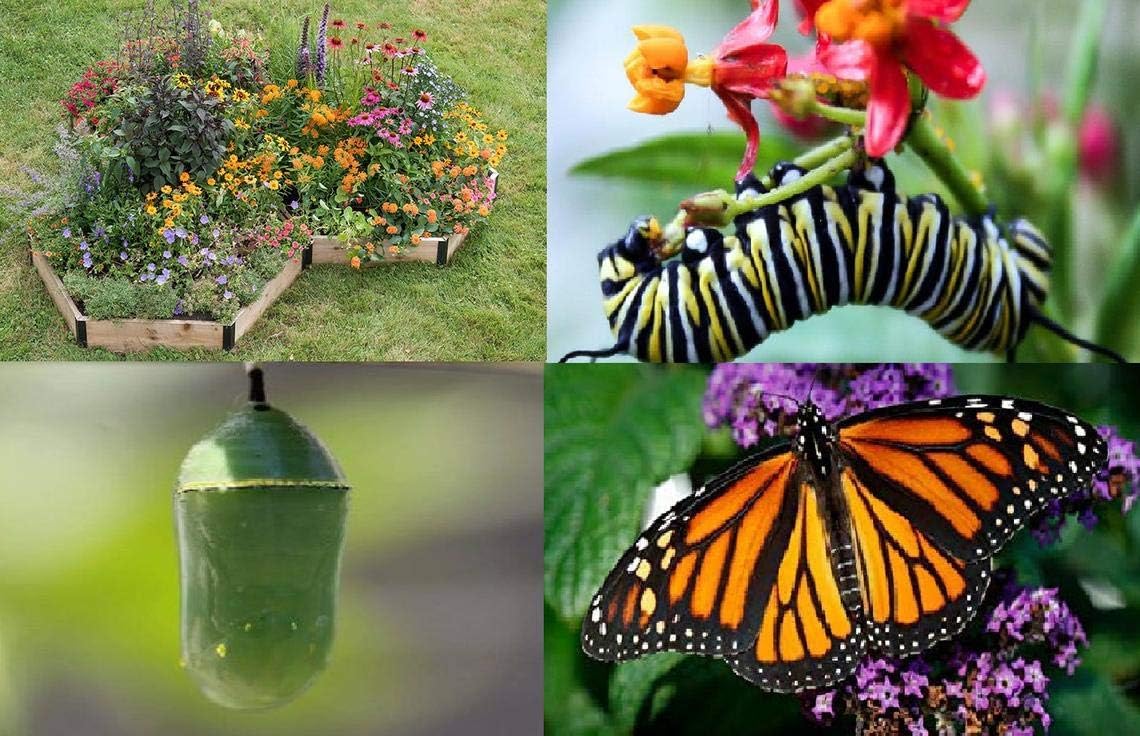 EarthCare - Carbon Neutral Imprint Kit - Counteract Your Carbon Footprint by Planting 6 Trees and a Perennial Butterfly Garden. Easy and Fun.