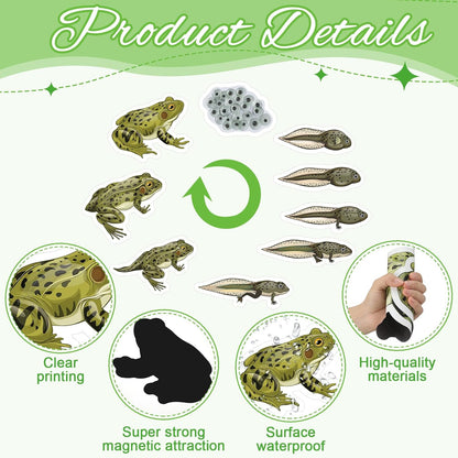 Relaxweex 30 Pcs Giant Magnetic Plant Butterfly Frog Life Cycle Growth Learning Education Toy Science Exploration Activities Resources Educational Preschool Material, Homeschool Classroom Teaching Aid