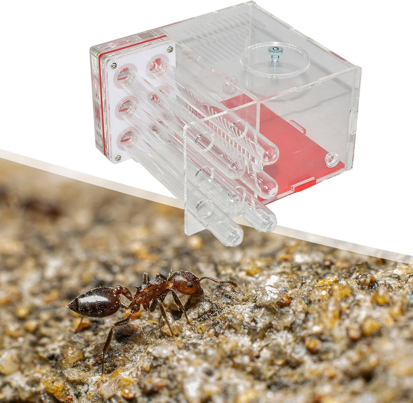 ANT Housing Nest ANT Farm Clear DIY Supplies Compact Workshop Habitat for Childrens Day Living Room Tabletop Bedroom Kitchen, 1.5cm