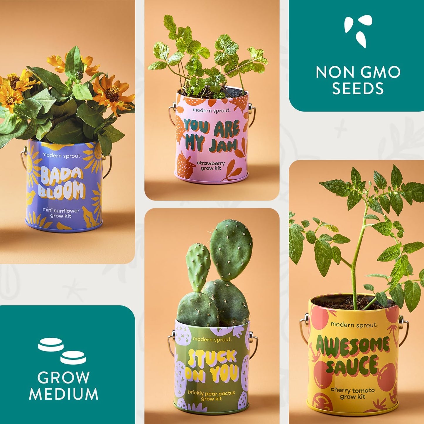Modern Sprout Complimentary Color Grow Kits (Pack of 4) - Gift for Plant Lovers - Seed Starter Kit - Includes Organic Strawberry Tomato Sunflower & Cactus Seeds - Gardening Gifts that Grows with Love
