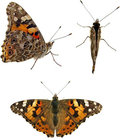 30 Live Caterpillars for Butterfly Habitat Kit - Refill for Painted Lady Butterfly Kit with Caterpillar Food, Instructions - Educational Science Kit, 6 Cups of 5 Caterpillars