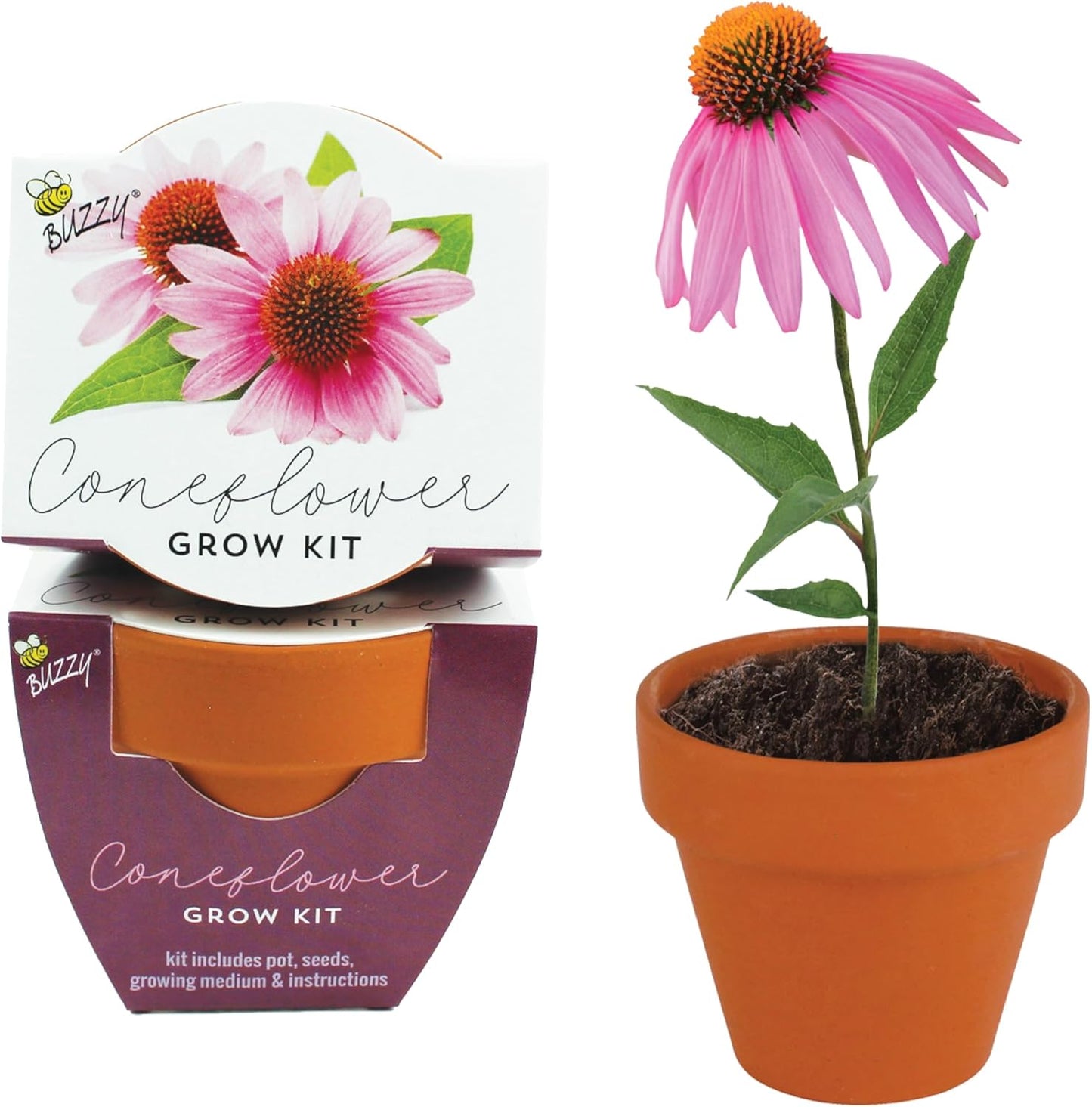 BUZZY Seeds 12-Pack Sunflower Mini Grow Pots – All-in-One Terracotta Flower Starter Kit with Growing Medium, DIY Gardening, Wedding and Shower Favors