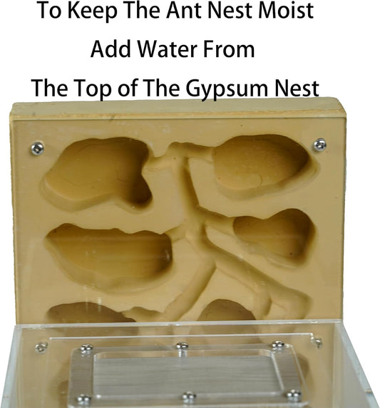 Ant Farm for Live Ants - Large Viewing Area - Natural Learning