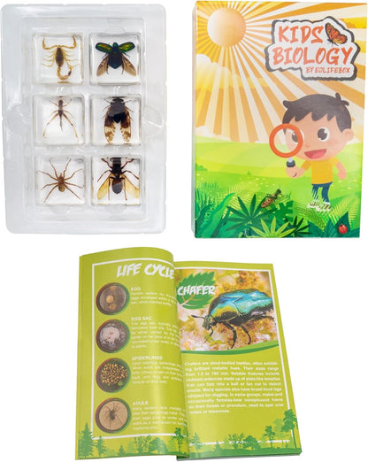 Insect Specimen Set, Bugs Collection Scientific Education Gift for Kids Aged 3-8-12 (Millipede, Centipede, Dragonfly Larvae, Tea Seed Bug, Red Longhorn Beetle, Spiny Spider)