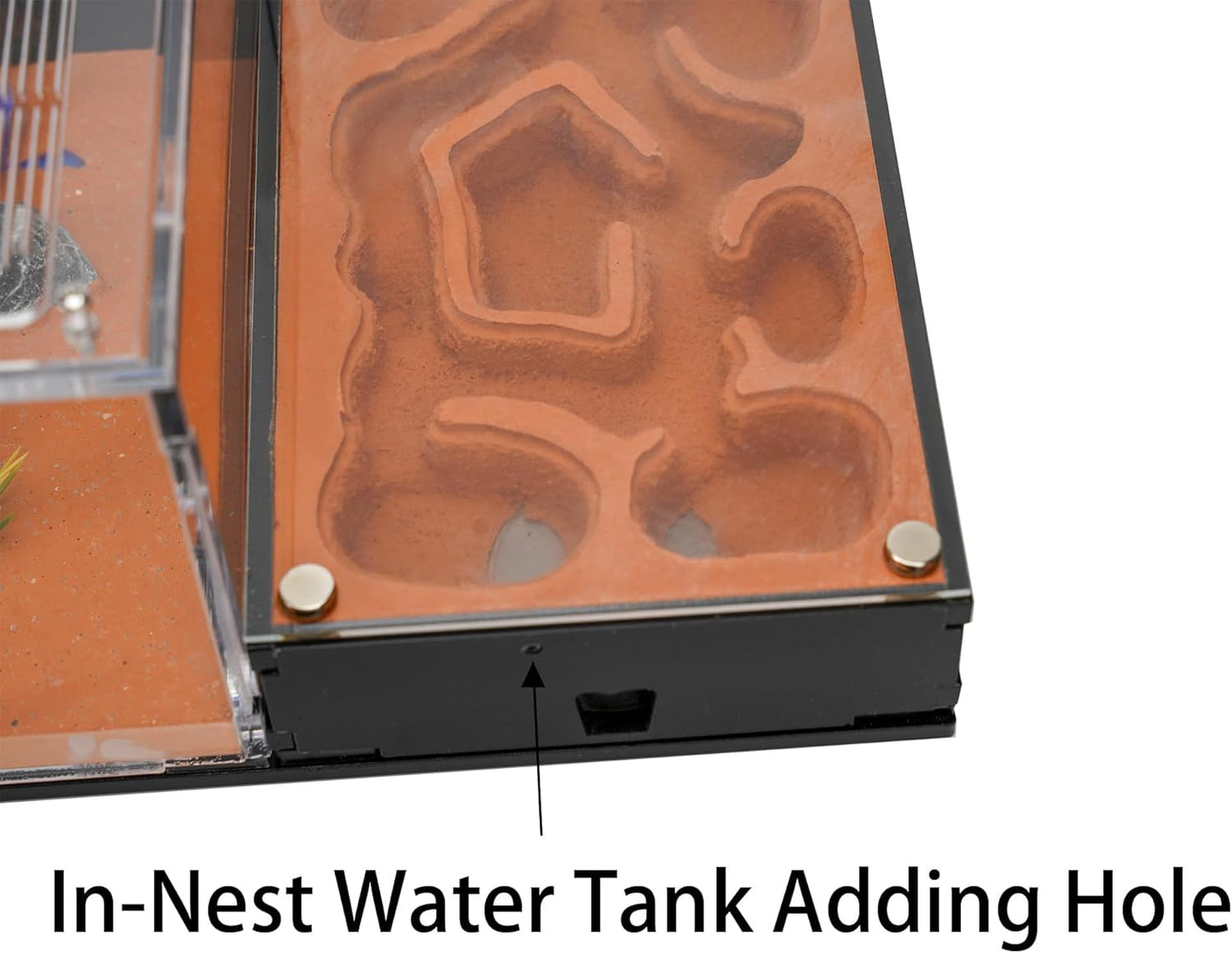 Ant Farm for Live Ants - for Small Ant Clony - Natural Learning Toy - Great Gift