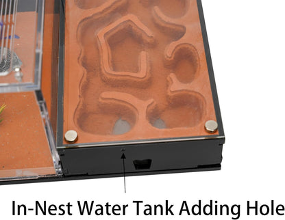 Ant Farm for Live Ants - for Small Ant Clony - Natural Learning Toy - Great Gift