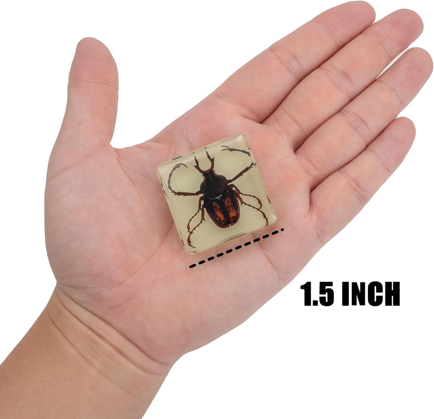 Insect Specimen Set, Bugs Collection Scientific Education Gift for Kids Aged 3-8-12 (Millipede, Centipede, Dragonfly Larvae, Tea Seed Bug, Red Longhorn Beetle, Spiny Spider)