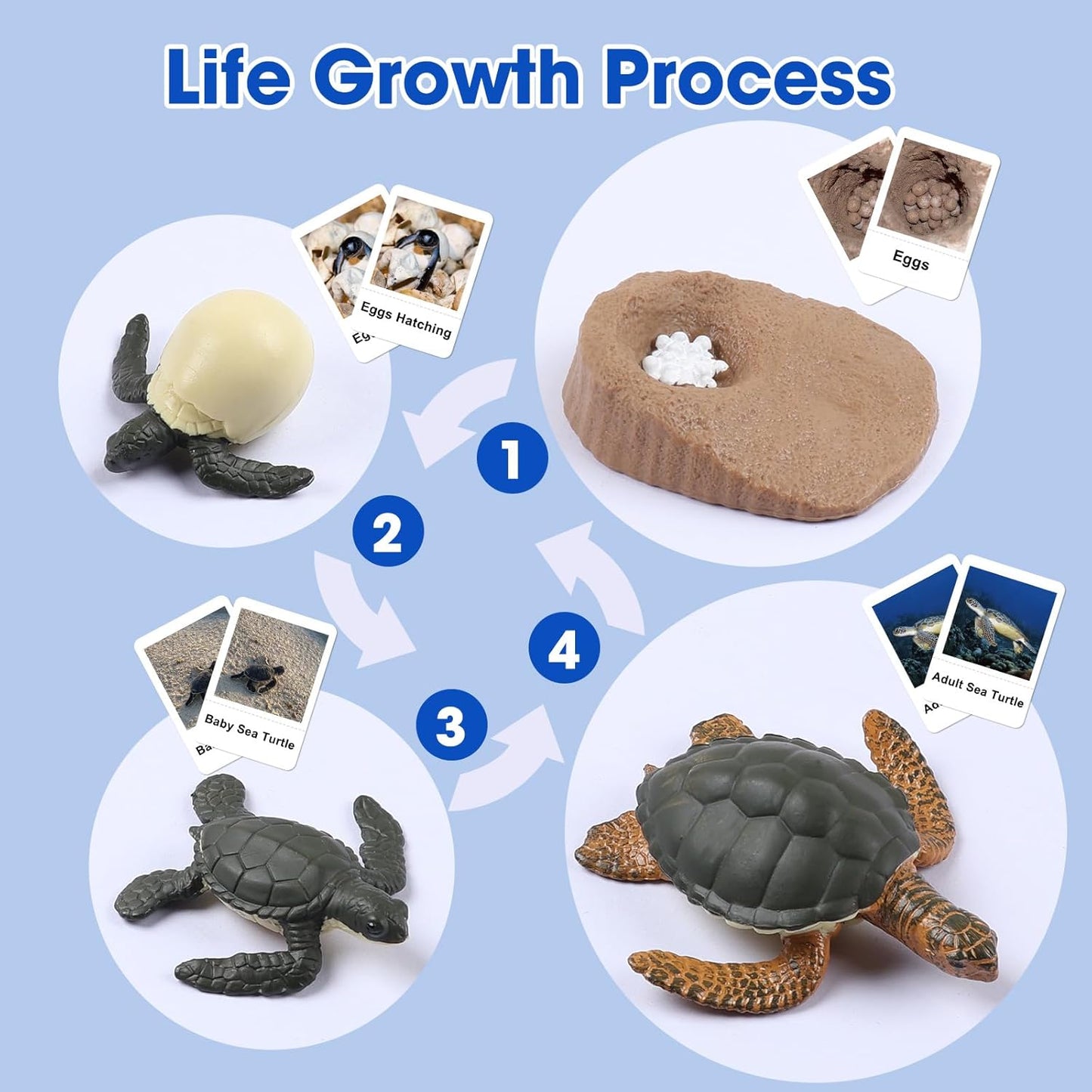 MEROCO Chicken Life Cycle Toys for Kids Insect Ant Bug Toys for Kid 3-5 Animal Flashcards with Figurines Preschool Science Toy for 3-5 Matching Game Science Animals Learning & Education