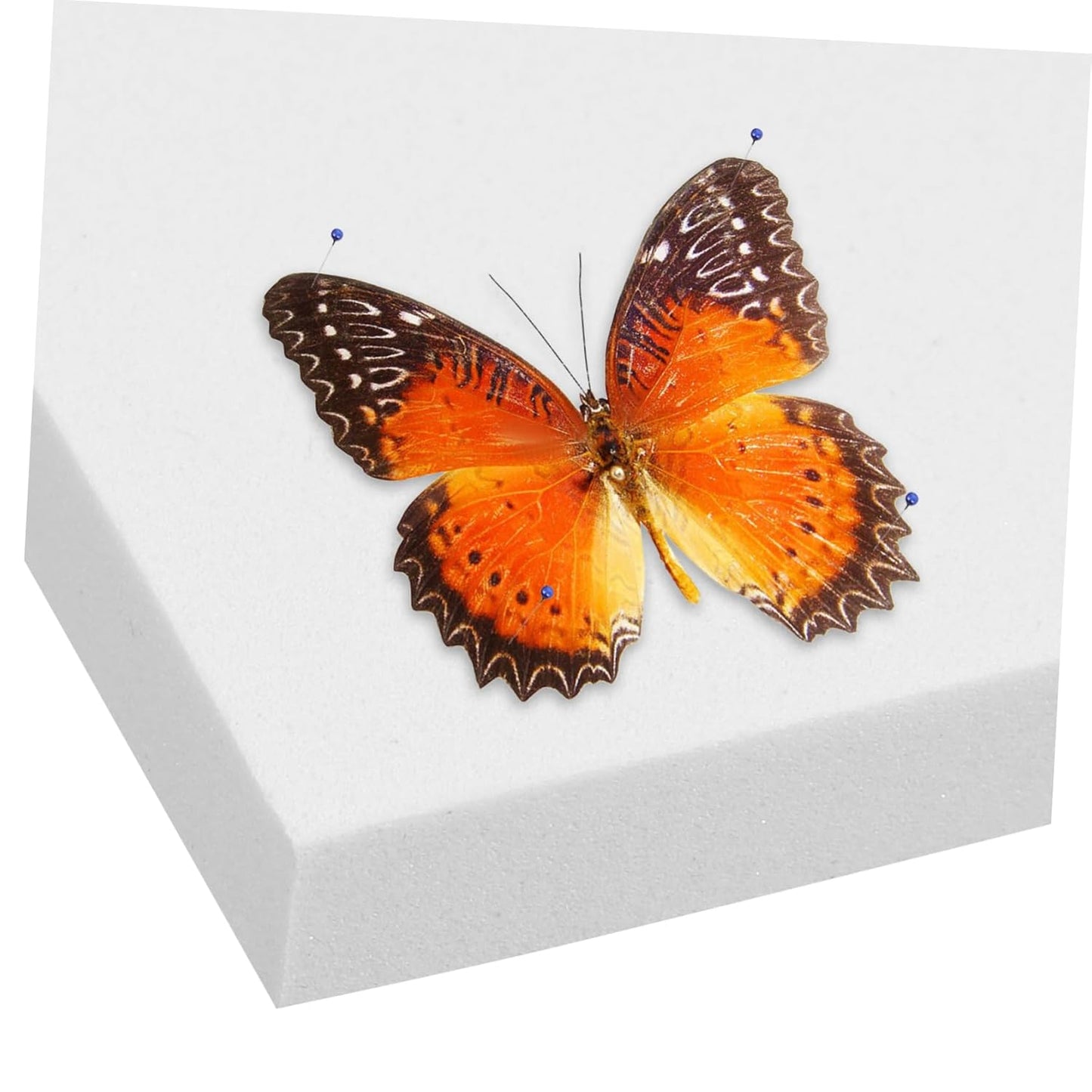 STOBAZA 3pcs Butterfly Specimen Mounting Board Insect Kit Science Supplies for Labs