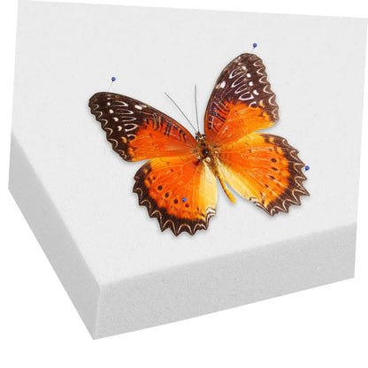 STOBAZA 3pcs Butterfly Specimen Mounting Board Insect Kit Science Supplies for Labs