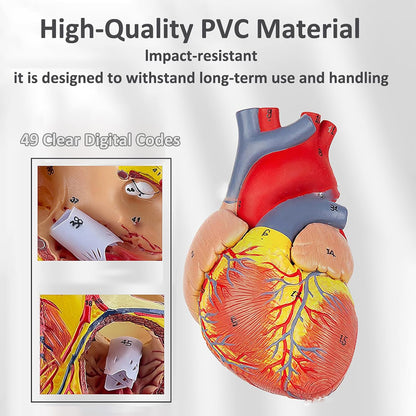 Human Heart Model - Life Size 2 Parts Medical Teaching Model,with 34 Accurate Digital Identification, Magnetic Design, Mounted Display Base, Product Manual Card, for Classroom, Study (1:1 Life Size)