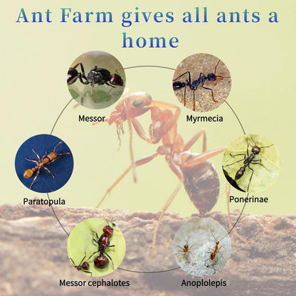 Gypsum Ant Farm New Queen's Nest Acrylic Transparent Ant Observation Behavior Research Live Ants and Queen's Education Ant Nest Suitable for Children and Enthusiasts Gift Giving
