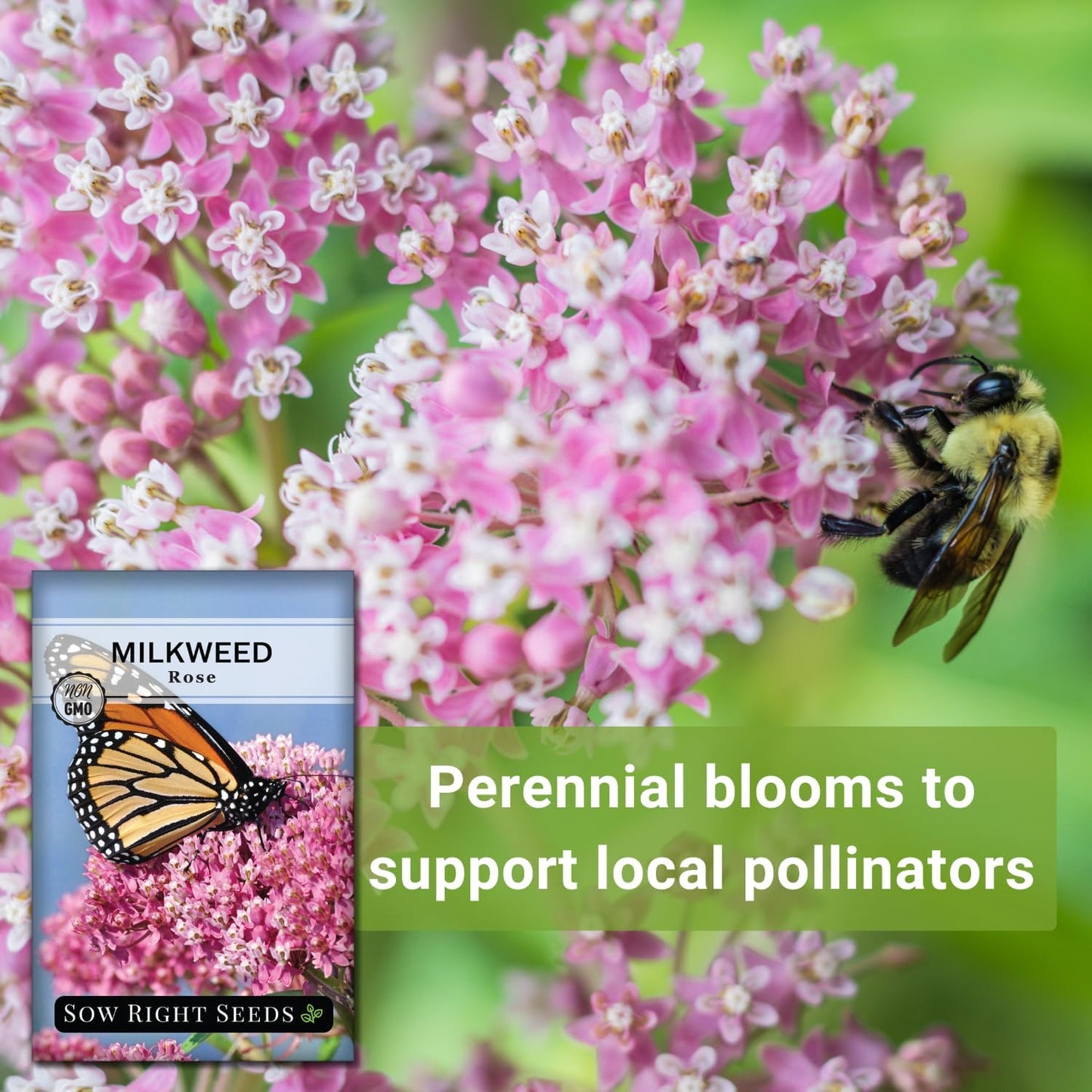 Sow Right Seeds - Rose Milkweed Seeds for Planting - Attract Monarch Butterflies to Your Garden - Non-GMO Heirloom Seeds, Instructions to Grow - Perennial Plant for Pollinators - Swamp Variety (4)