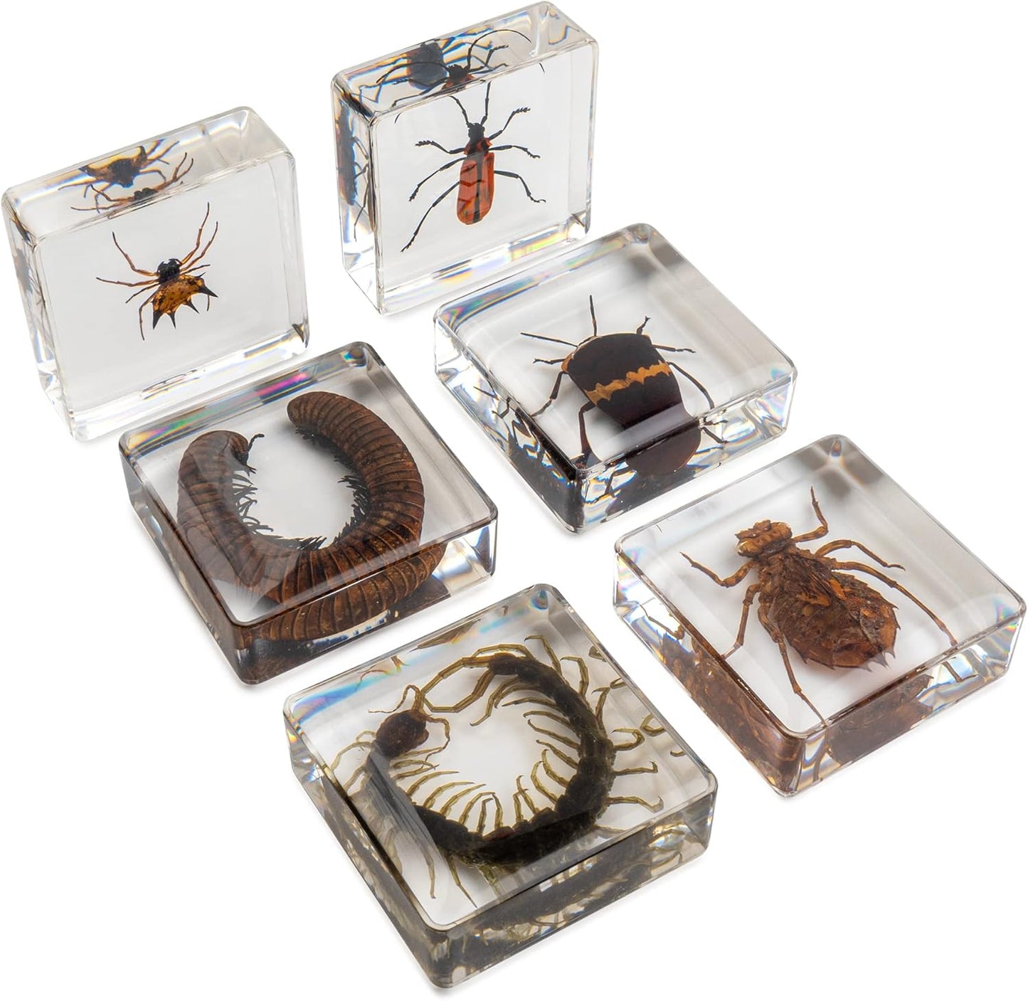 Insect Specimen Set, Bugs Collection Scientific Education Gift for Kids Aged 3-8-12 (Millipede, Centipede, Dragonfly Larvae, Tea Seed Bug, Red Longhorn Beetle, Spiny Spider)