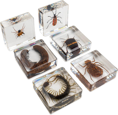 Insect Specimen Set, Bugs Collection Scientific Education Gift for Kids Aged 3-8-12 (Millipede, Centipede, Dragonfly Larvae, Tea Seed Bug, Red Longhorn Beetle, Spiny Spider)