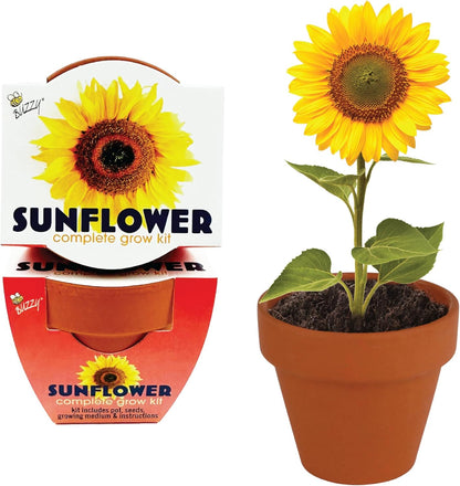 BUZZY Seeds 12-Pack Sunflower Mini Grow Pots – All-in-One Terracotta Flower Starter Kit with Growing Medium, DIY Gardening, Wedding and Shower Favors