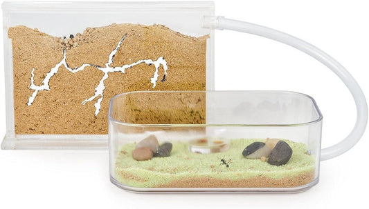 AntHouse Sand Ant Farm Basic - Educational formicarium for Live Ants