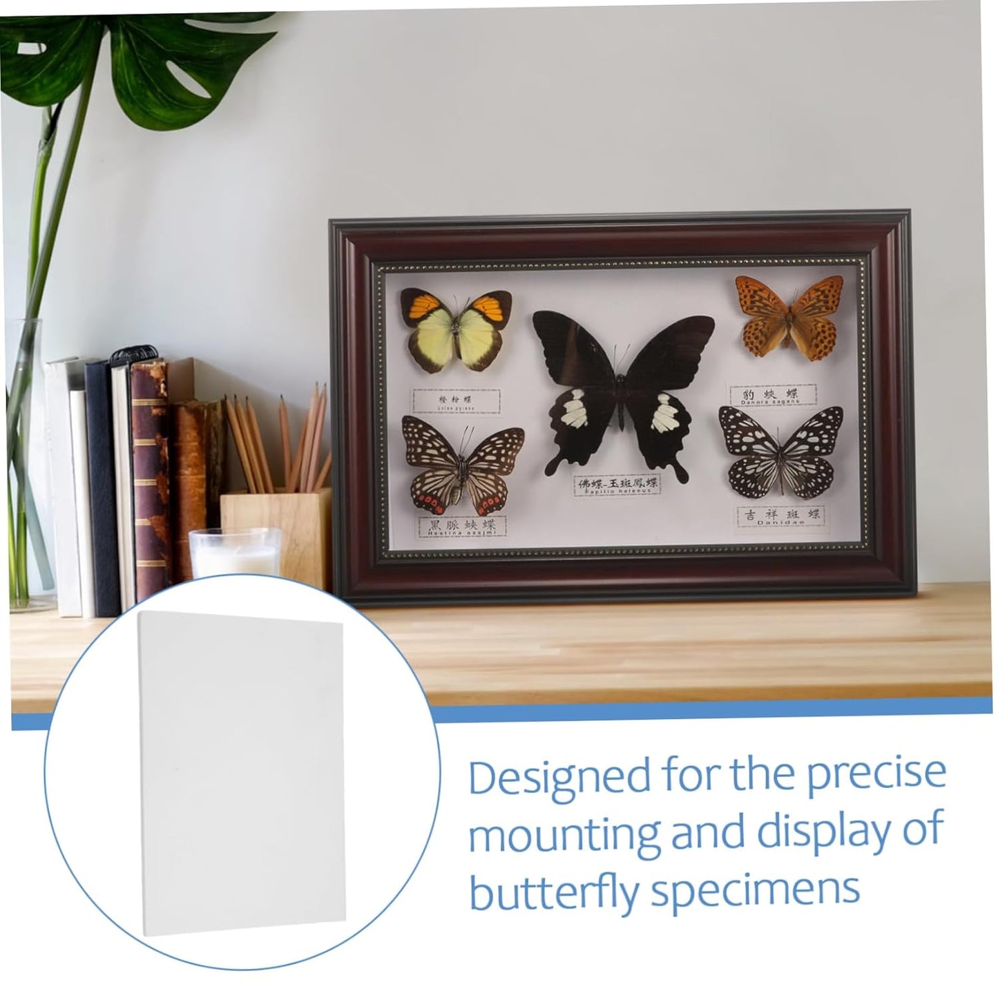 STOBAZA 3pcs Butterfly Specimen Mounting Board Insect Kit Science Supplies for Labs