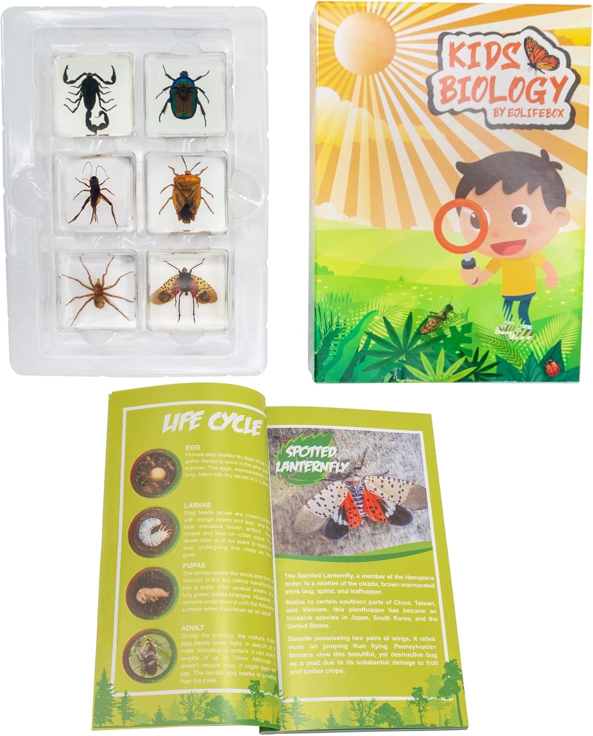 Insect Specimen Set, Bugs Collection Scientific Education Gift for Kids Aged 3-8-12 (Millipede, Centipede, Dragonfly Larvae, Tea Seed Bug, Red Longhorn Beetle, Spiny Spider)