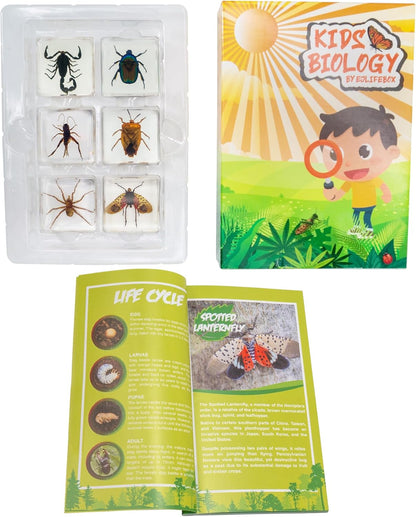 Insect Specimen Set, Bugs Collection Scientific Education Gift for Kids Aged 3-8-12 (Millipede, Centipede, Dragonfly Larvae, Tea Seed Bug, Red Longhorn Beetle, Spiny Spider)