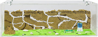 AntHouse - Natural Sand Ant Farm | Acrylic Big Starter Kit | Educative Ant Hill | 11.81 x 5.91 x 3.94 in