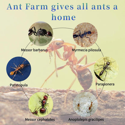 Plaster Test Tube Adult ant Farm Acrylic Transparent ant Observation Behavior Study Live Ants and Queen Education ant nest Small Colony breeding Area Suitable for Children and Enthusiasts Gift
