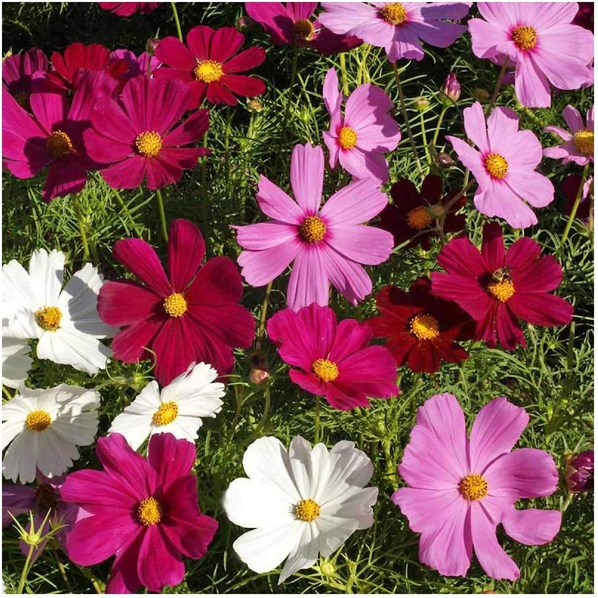 Everwilde Farms - 500 Dwarf Mixed Cosmos Wildflower Seeds - Gold Vault Jumbo Seed Packet
