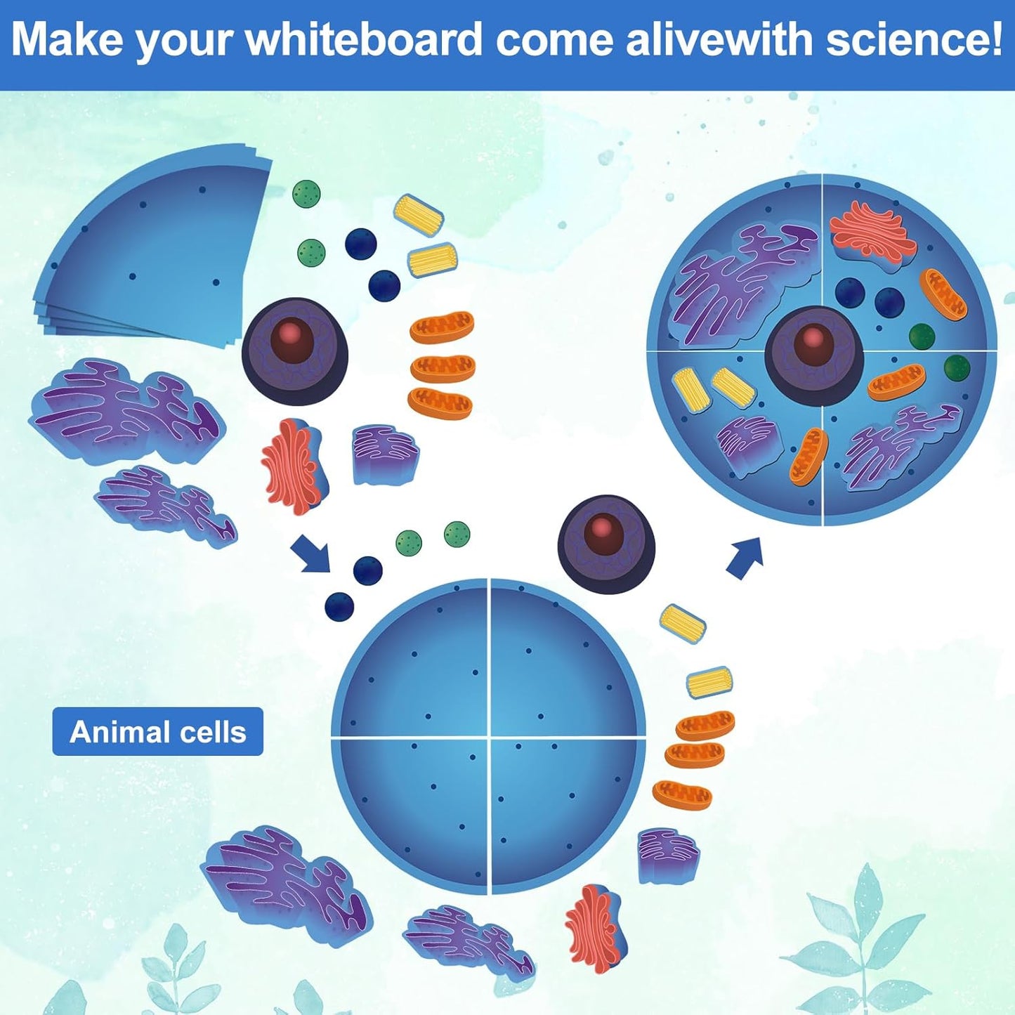 Leitee 18 Pcs Magnetic Plant Cell Model Kits Giant Teaching Resources Early Biology Cell Anatomy Model Life Science Teaching Aid for Whiteboard Learning Tools Educational Classroom Activities