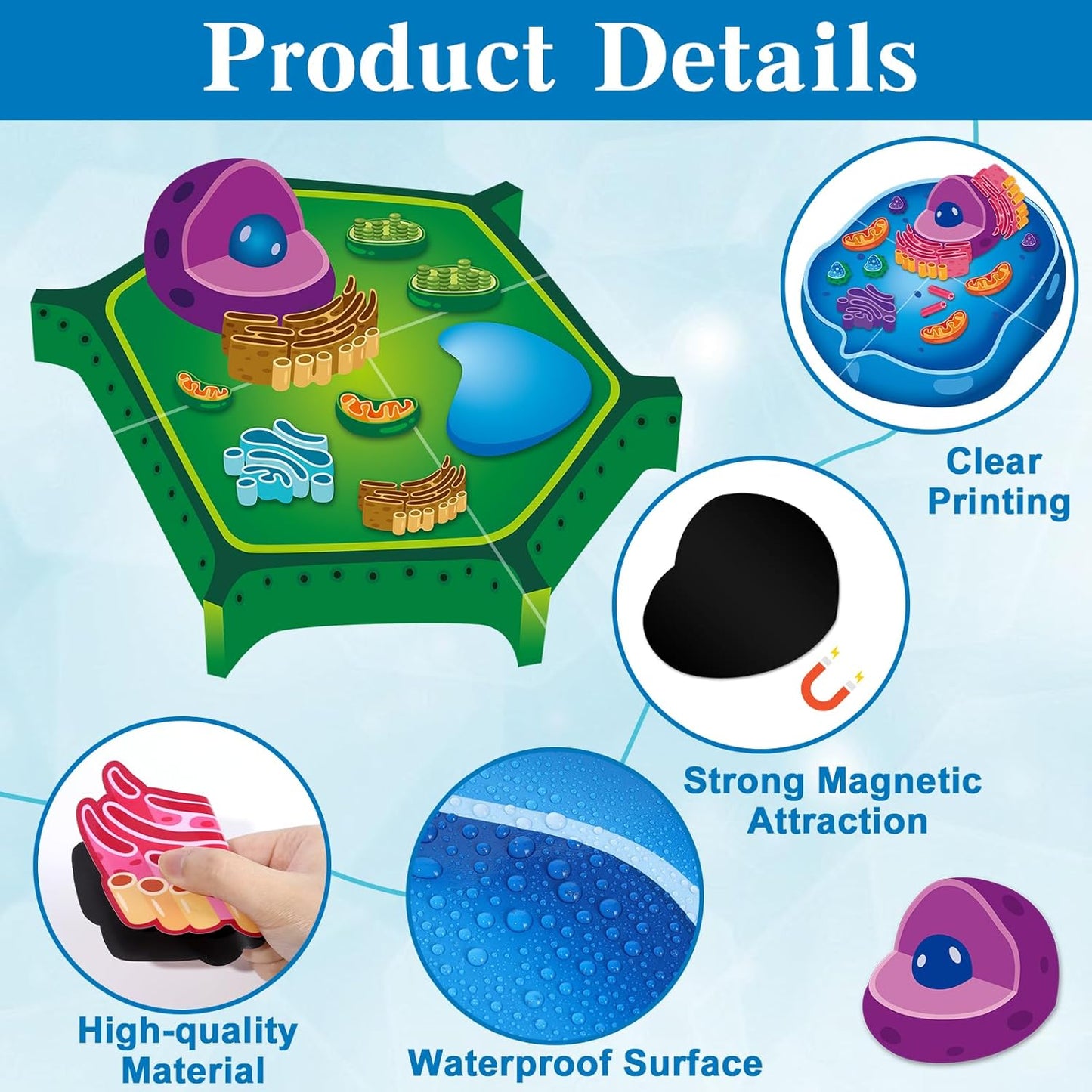2 Set Magnetic Animal and Plant Cell Model Clearly Magnets Anatomy Models Educational Science Kits Back to School Biology Classroom Decor for Lab Decorations Teacher Must Haves Learning Teaching Aid