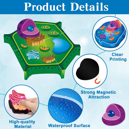 2 Set Magnetic Animal and Plant Cell Model Clearly Magnets Anatomy Models Educational Science Kits Back to School Biology Classroom Decor for Lab Decorations Teacher Must Haves Learning Teaching Aid