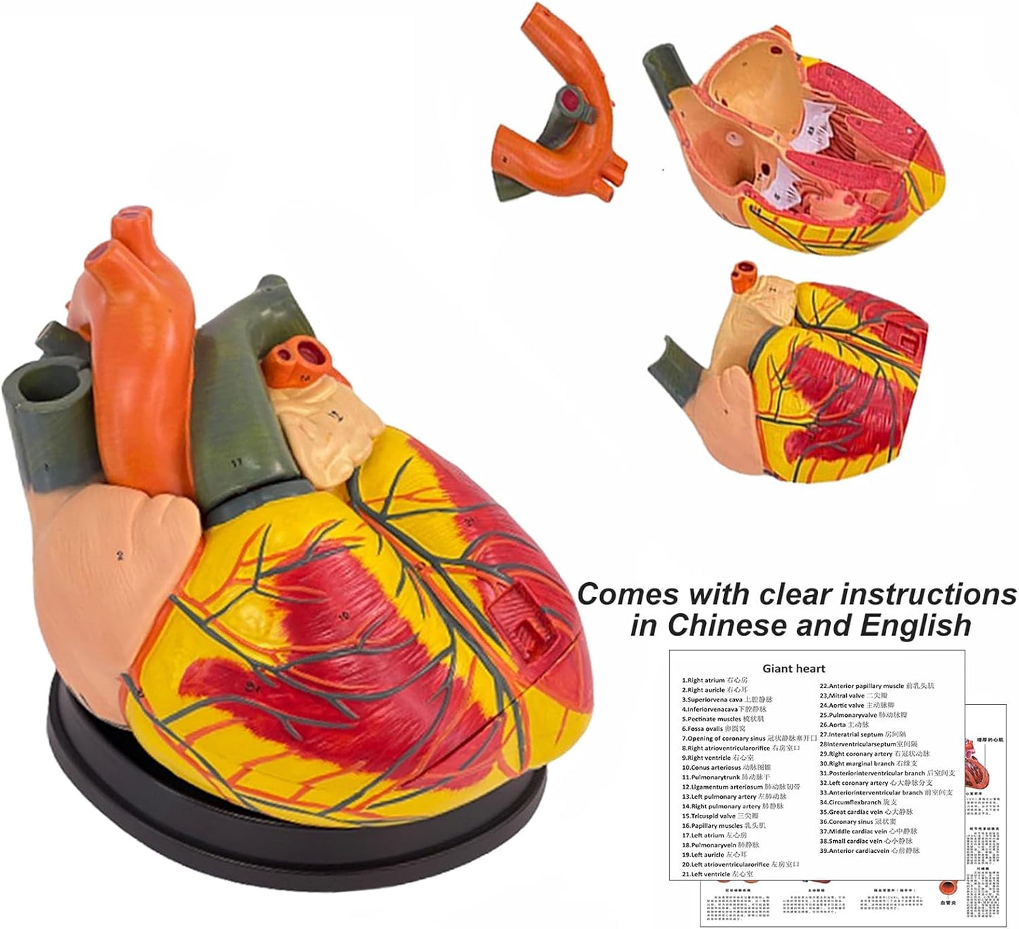 Human Heart Model - Life Size 2 Parts Medical Teaching Model,with 34 Accurate Digital Identification, Magnetic Design, Mounted Display Base, Product Manual Card, for Classroom, Study (1:1 Life Size)