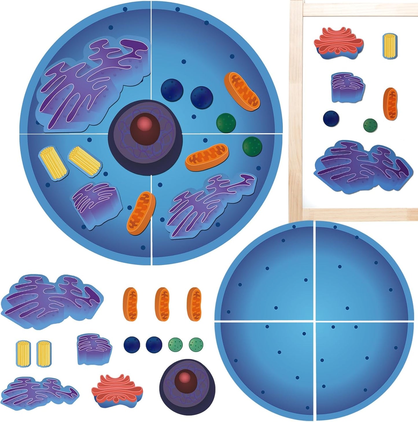 Leitee 18 Pcs Magnetic Plant Cell Model Kits Giant Teaching Resources Early Biology Cell Anatomy Model Life Science Teaching Aid for Whiteboard Learning Tools Educational Classroom Activities