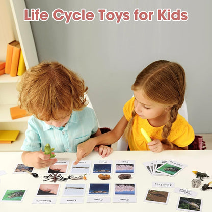 MEROCO Chicken Life Cycle Toys for Kids Insect Ant Bug Toys for Kid 3-5 Animal Flashcards with Figurines Preschool Science Toy for 3-5 Matching Game Science Animals Learning & Education