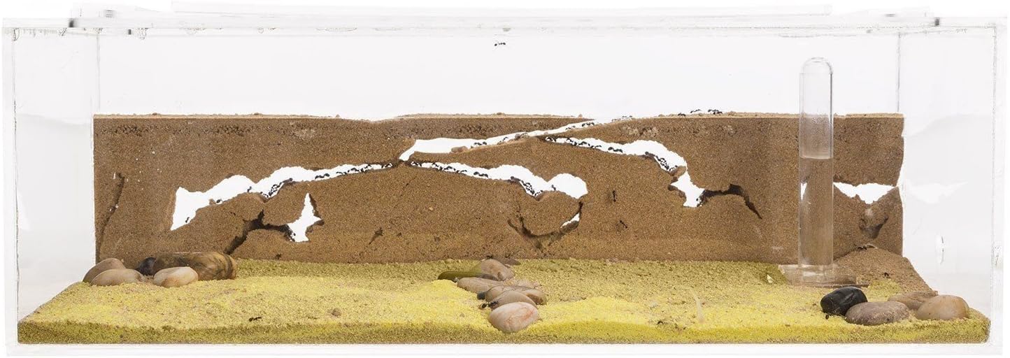 Sand Ant Farm Big - Anthill, Formicarium, Educational, Ants -