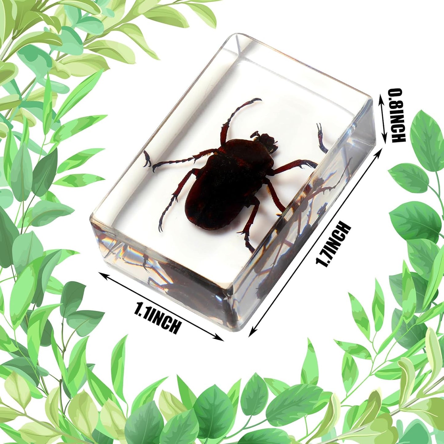 Macarrie 12 Pcs Insect Specimens for Kids Bug Collection Kit Real Specimens of Various Butterflies Beetles Classroom Science Education Animal Collection Bug Preserved Biology(Ladybug)
