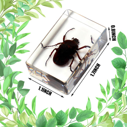 Macarrie 12 Pcs Insect Specimens for Kids Bug Collection Kit Real Specimens of Various Butterflies Beetles Classroom Science Education Animal Collection Bug Preserved Biology(Ladybug)