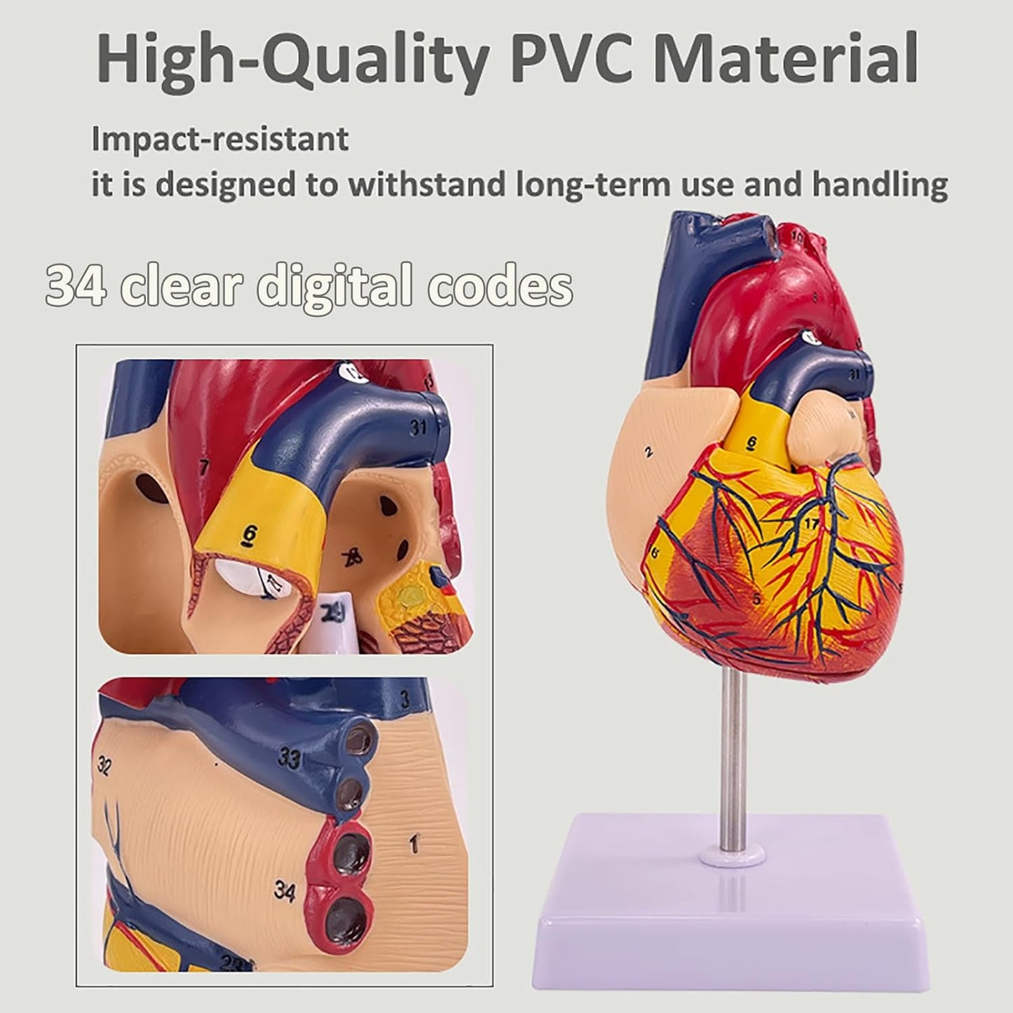 Human Heart Model - Life Size 2 Parts Medical Teaching Model,with 34 Accurate Digital Identification, Magnetic Design, Mounted Display Base, Product Manual Card, for Classroom, Study (1:1 Life Size)