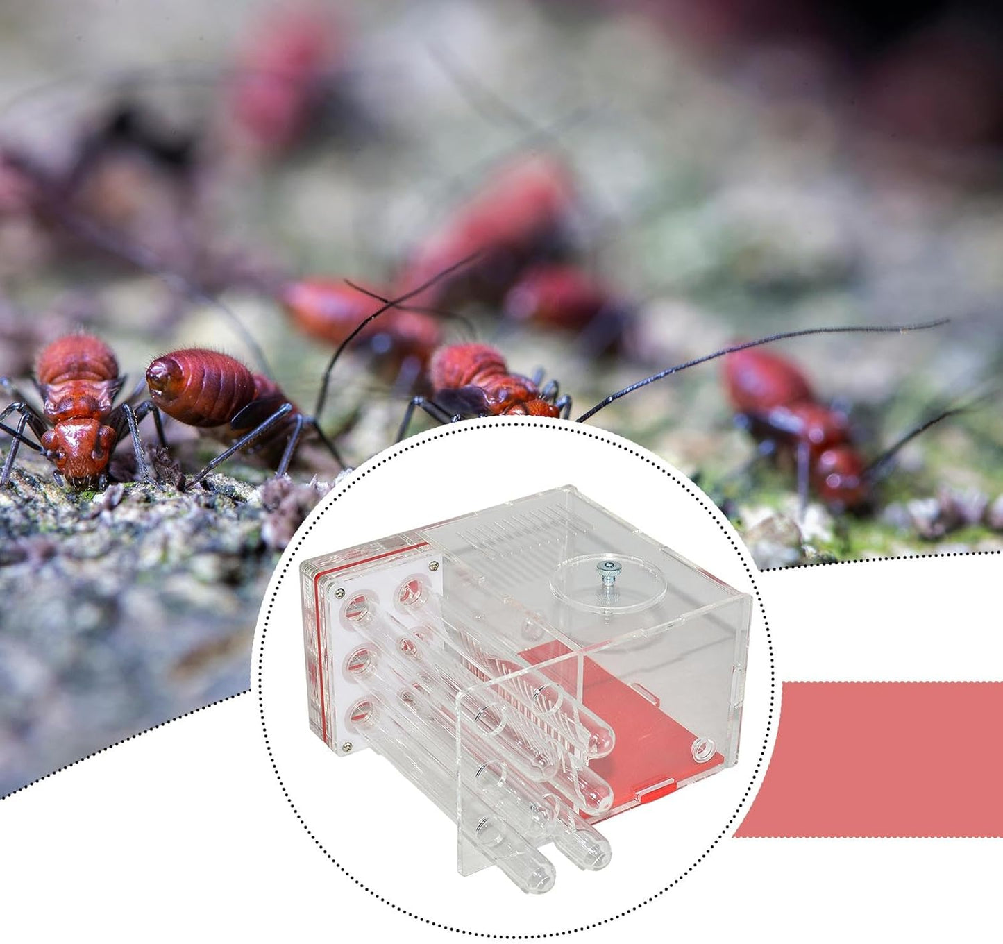 ANT Housing Nest ANT Farm Clear DIY Supplies Compact Workshop Habitat for Childrens Day Living Room Tabletop Bedroom Kitchen, 1.5cm