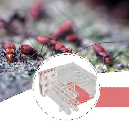 ANT Housing Nest ANT Farm Clear DIY Supplies Compact Workshop Habitat for Childrens Day Living Room Tabletop Bedroom Kitchen, 1.5cm