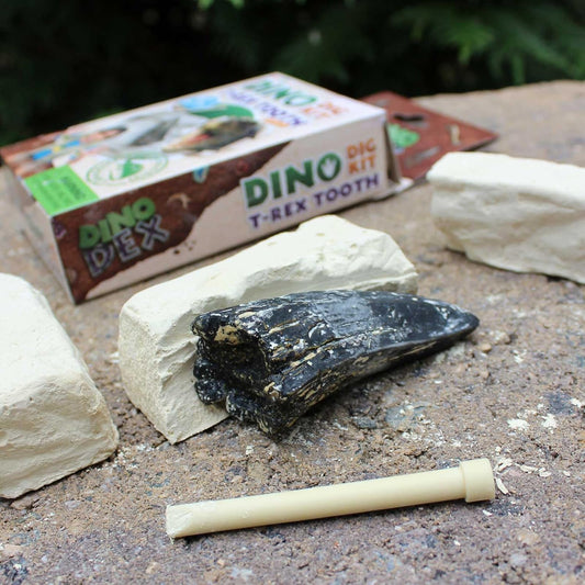 Safari Ltd. Dino Dexter T-Rex Tooth Excavation Kit - Realistic Dinosaur Dig Toy for Boys, Girls, and Kids 6+