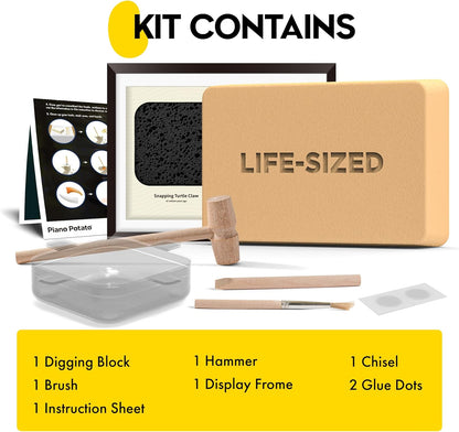 Dinosaur Dig Kit - Excavate 2 Life-Sized Fossils (T.Rex Claw & Ankylosaurus Spine) - STEM Authenticated Science Toy with Tools & Display Frame - Gifts for Boys & Girls Ages 6-12