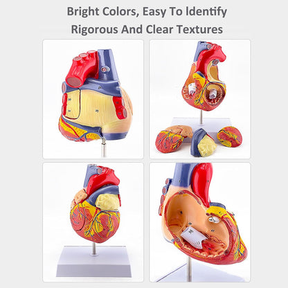 Human Heart Model - Life Size 2 Parts Medical Teaching Model,with 34 Accurate Digital Identification, Magnetic Design, Mounted Display Base, Product Manual Card, for Classroom, Study (1:1 Life Size)