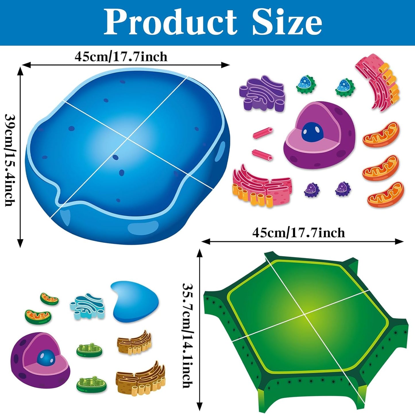 2 Set Magnetic Animal and Plant Cell Model Clearly Magnets Anatomy Models Educational Science Kits Back to School Biology Classroom Decor for Lab Decorations Teacher Must Haves Learning Teaching Aid