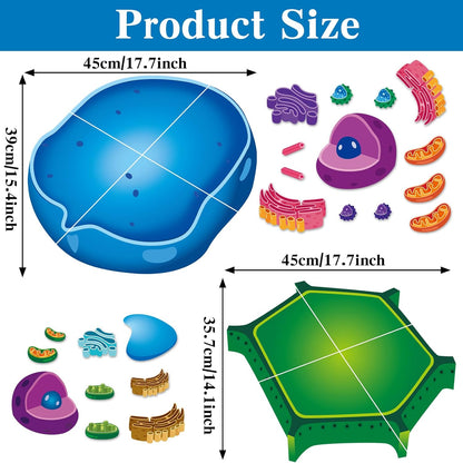 2 Set Magnetic Animal and Plant Cell Model Clearly Magnets Anatomy Models Educational Science Kits Back to School Biology Classroom Decor for Lab Decorations Teacher Must Haves Learning Teaching Aid