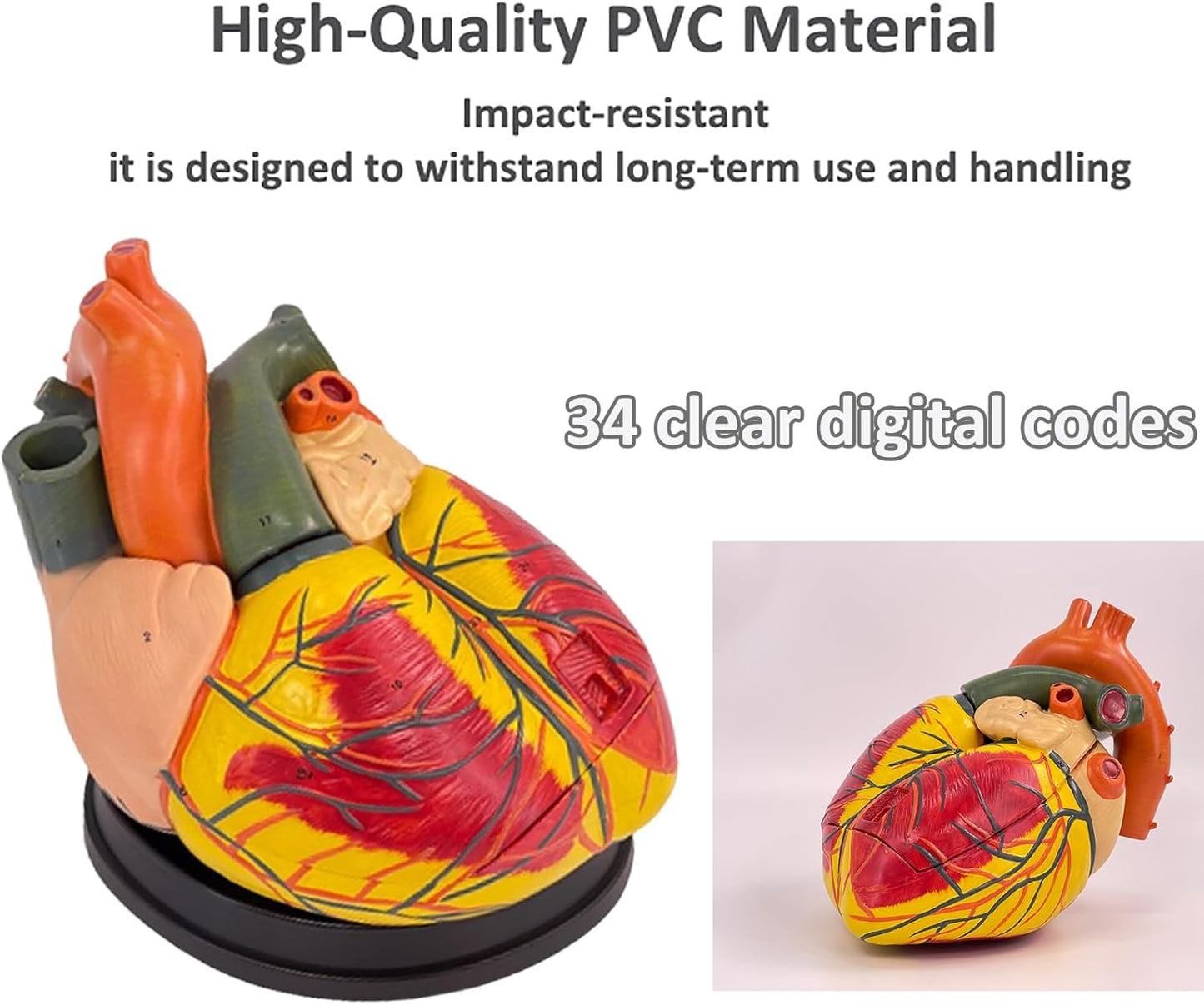 Human Heart Model - Life Size 2 Parts Medical Teaching Model,with 34 Accurate Digital Identification, Magnetic Design, Mounted Display Base, Product Manual Card, for Classroom, Study (1:1 Life Size)