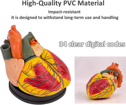Human Heart Model - Life Size 2 Parts Medical Teaching Model,with 34 Accurate Digital Identification, Magnetic Design, Mounted Display Base, Product Manual Card, for Classroom, Study (1:1 Life Size)